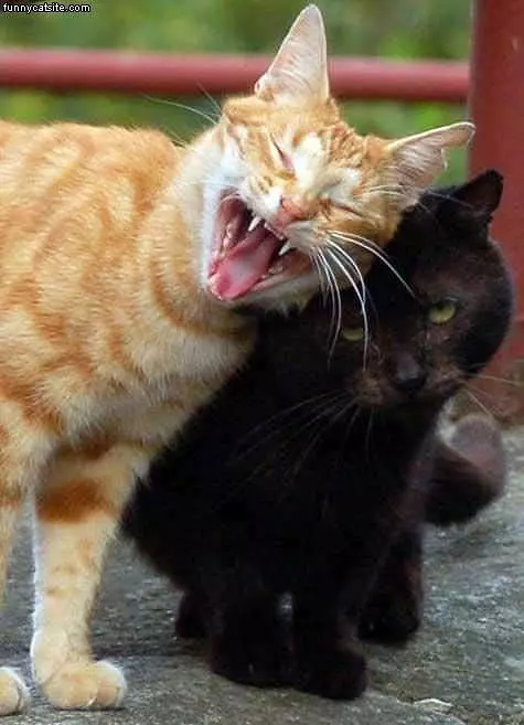 Love Each Other