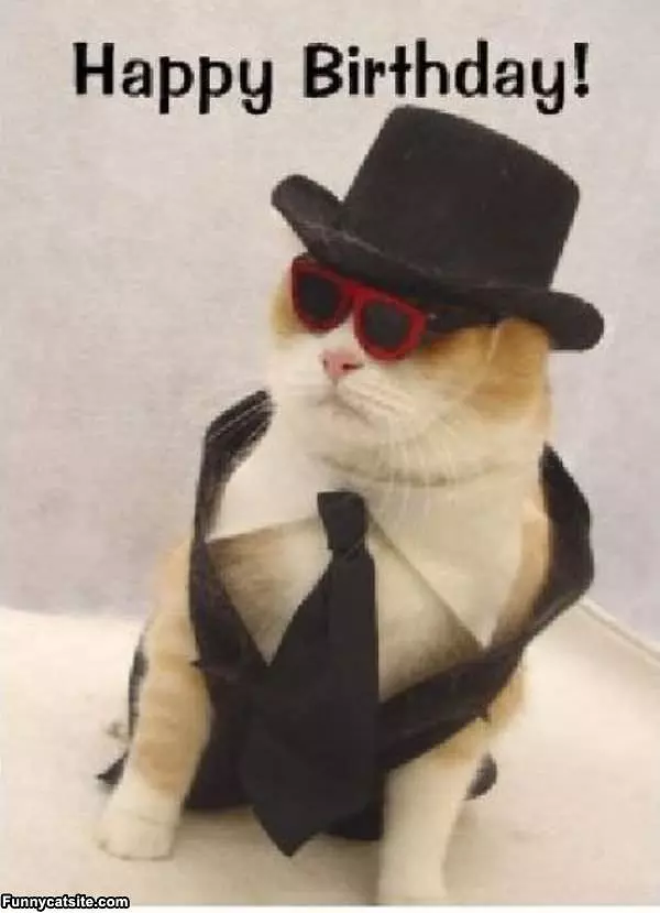 Too Cool Cat