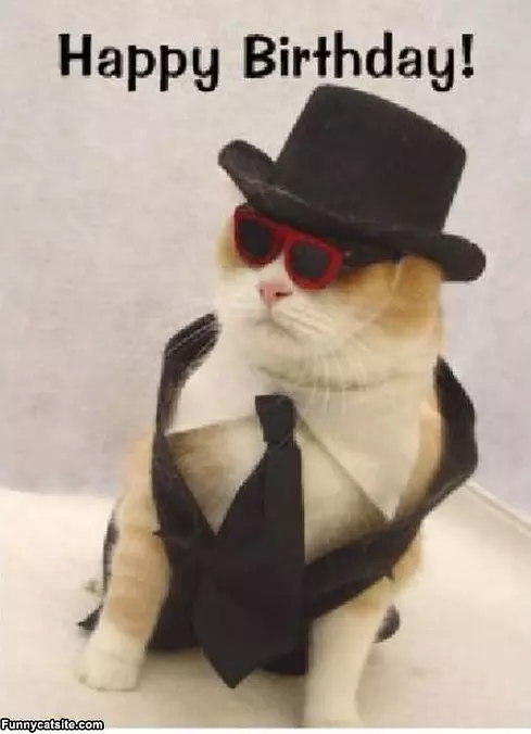 Too Cool Cat