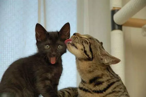 Funny Face