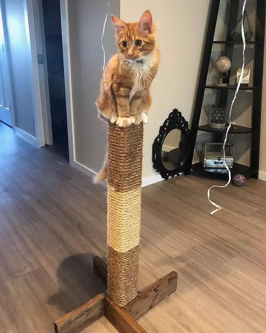 Sitting Up Here High