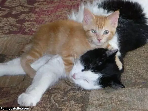 Its A Cat Hug