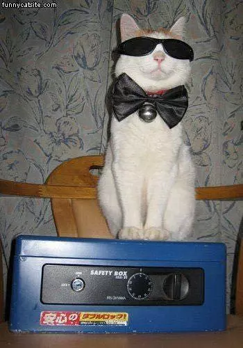 Cool Cat