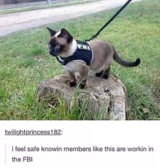 The Fbi