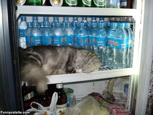 Likes It Cool