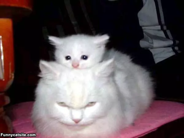 Now Mush