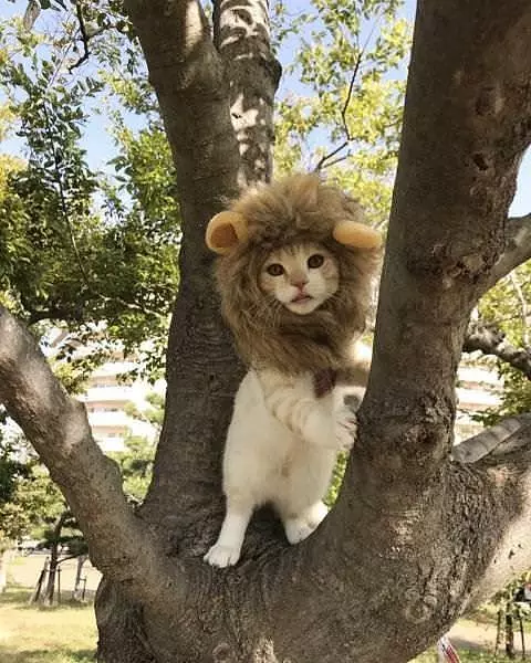 If I Fits