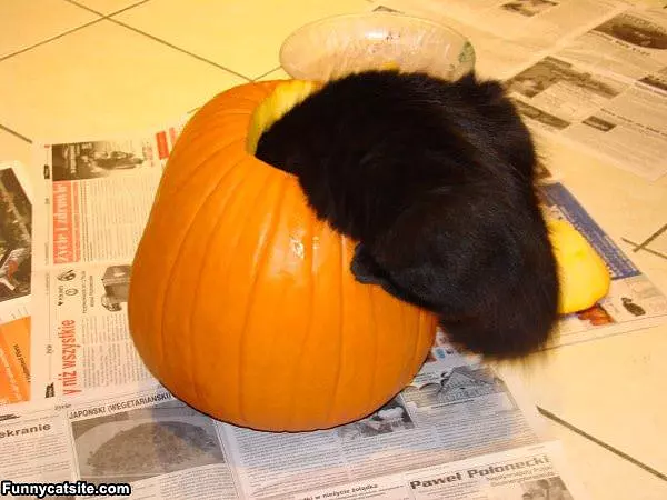 Best Pumpkin Ever
