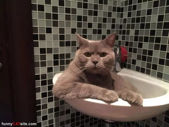 Sink About It