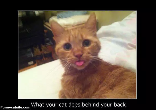 What Your Cat Does