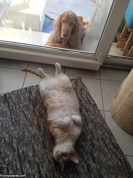 Too Bad Dog