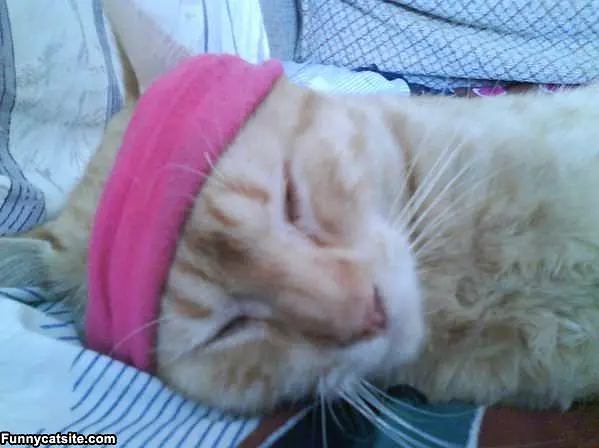 Cute Cat Mika