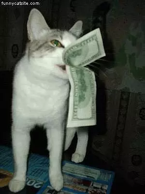 Cat With A Benjamin