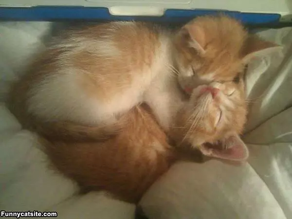 This Is Our Nap Time