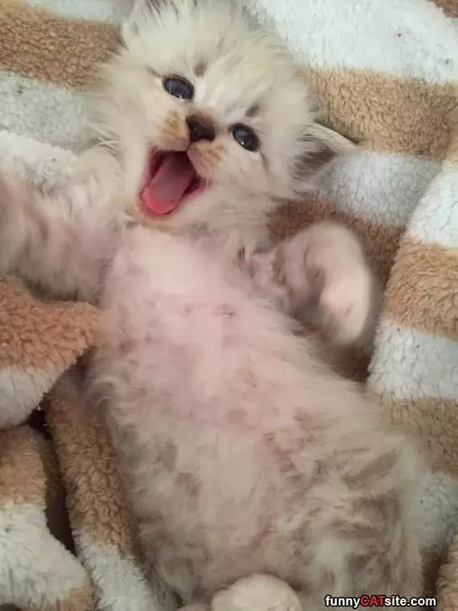 Whaaa Haa Haa