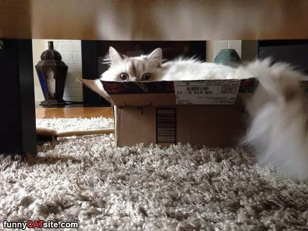 Fluffy Box