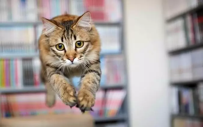 I Am The Flying Cat