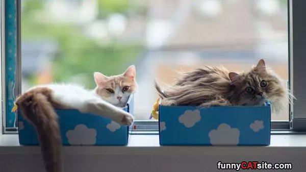 Boxes Full