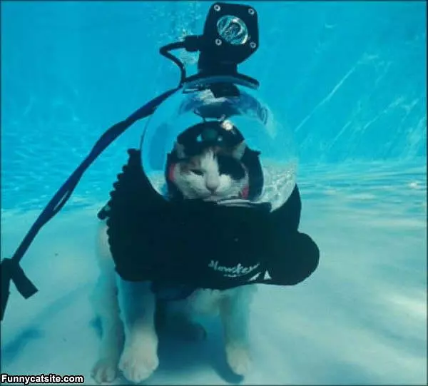 The Scuba Cat