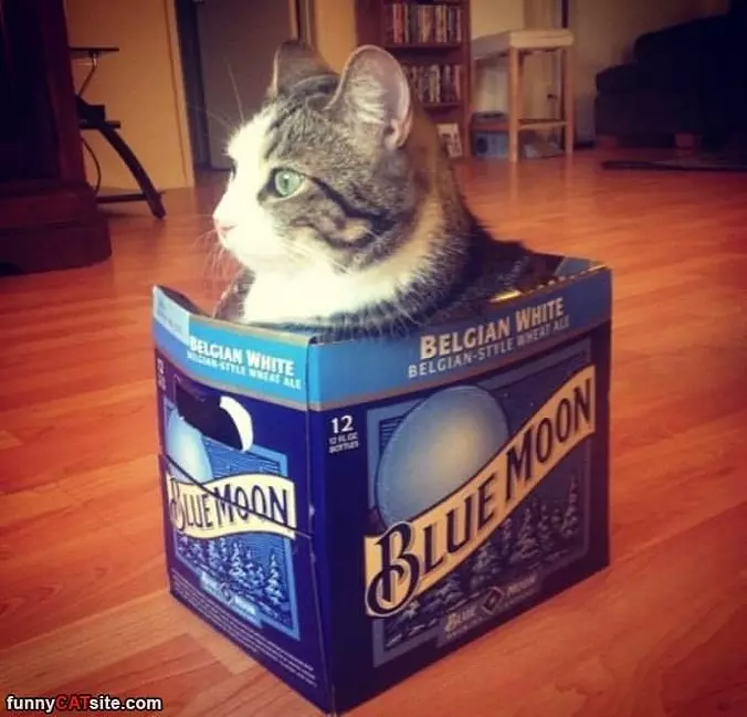 This Box Is Perfffect
