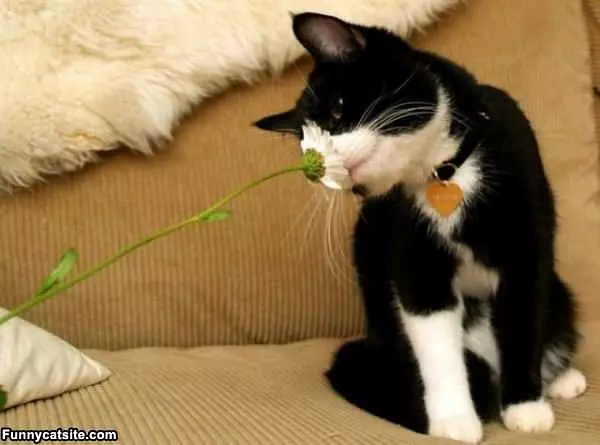 Smells Great