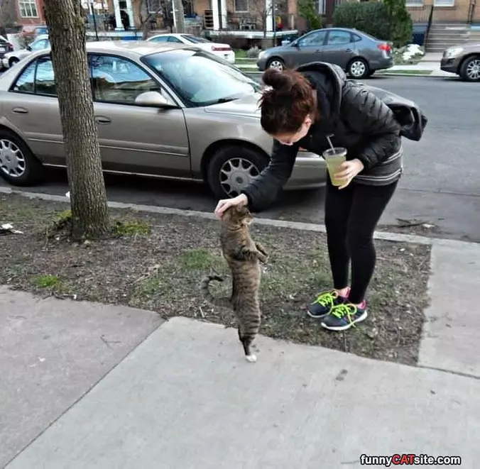 Can I Have Some Pats