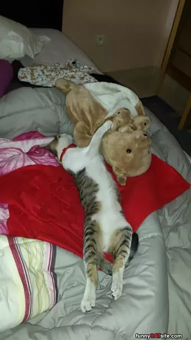Cuddle Buddy