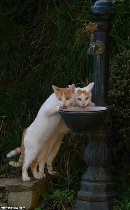 Sippy Sip Sip
