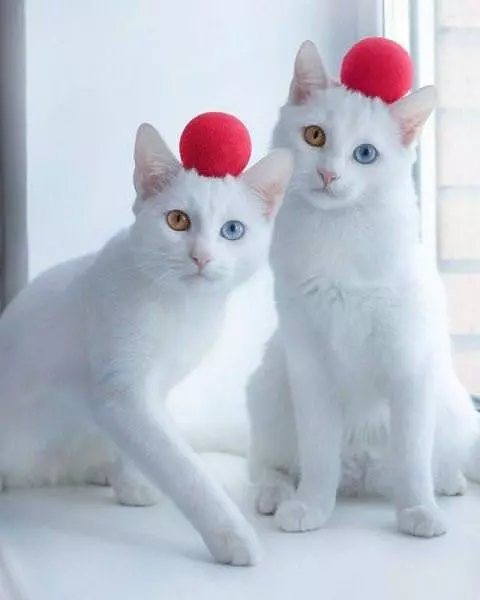 Balance The Red Balls