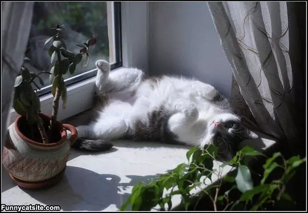 Sun Tan