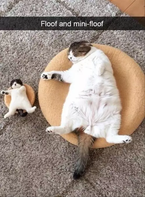 Floof And Mini Floof