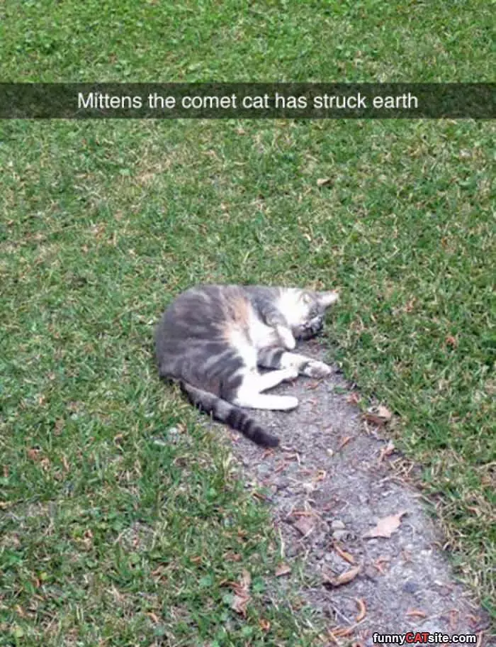 Mittens