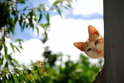 Peaking
