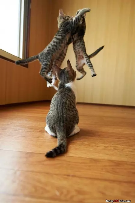 Jump Fight