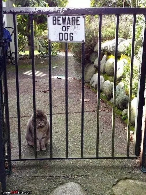 I Am Not Scared At All