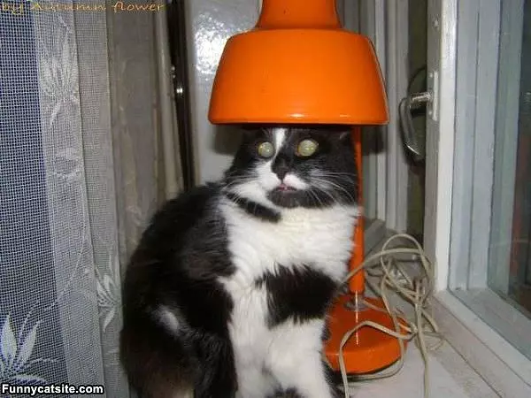 Look At Me Guys