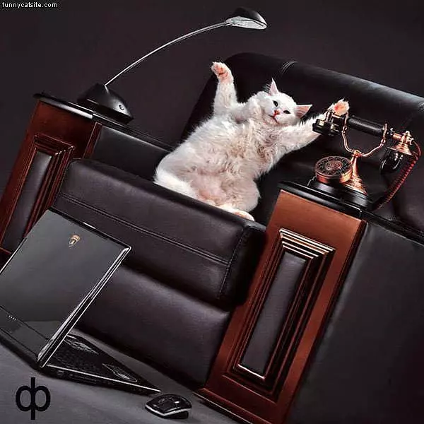 Boss Cat
