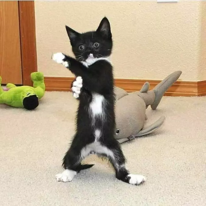 A Little Ninja Kitty