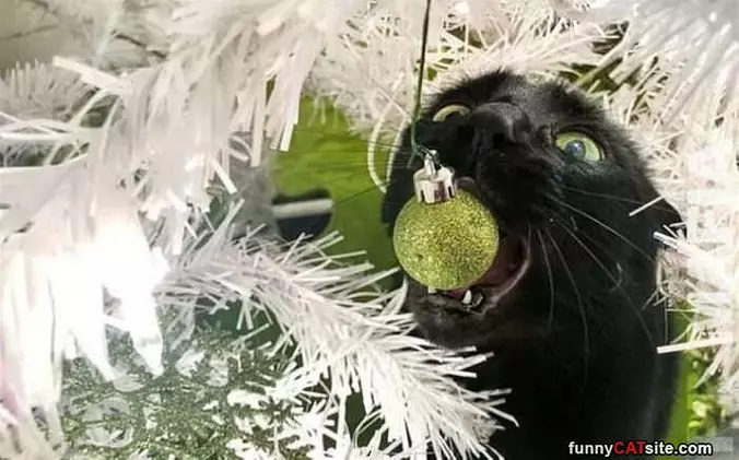 Biting It All