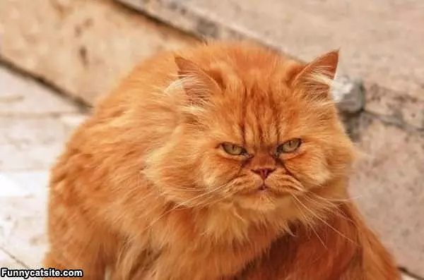 What You Looking At