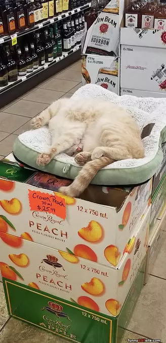 Laying Around Lazy