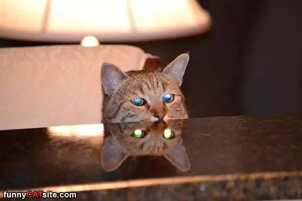 Reflective Eyes