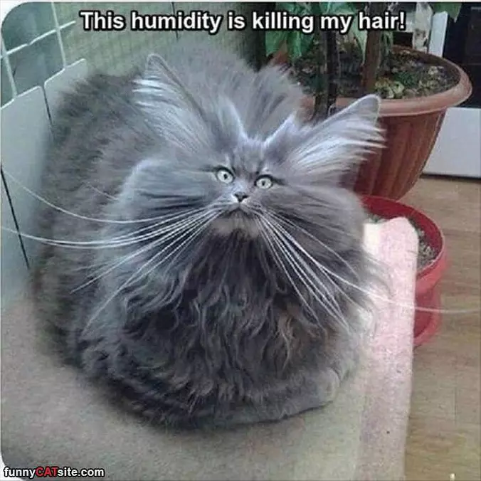 The Humidity