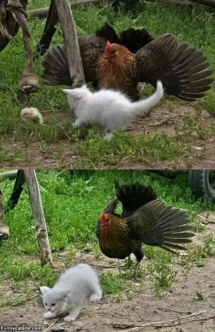 Oh No You Dont