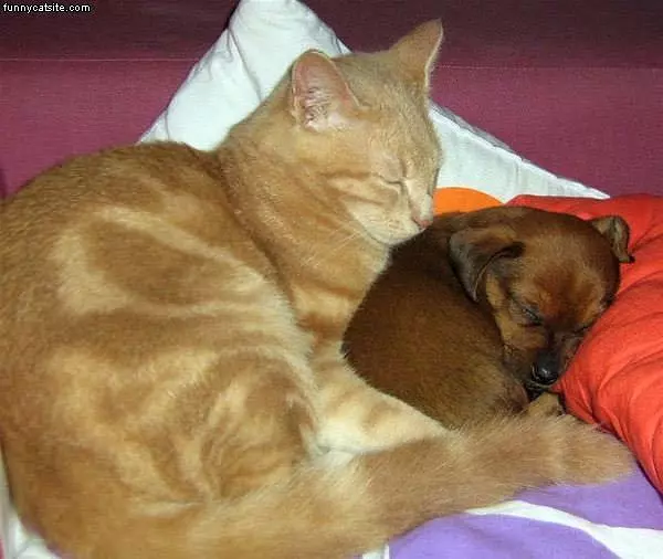Sleeping With The Dog