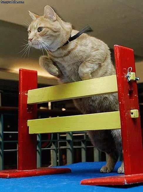 Cat Jump