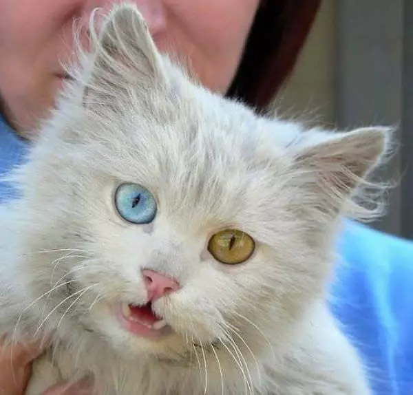 Cool Eyes