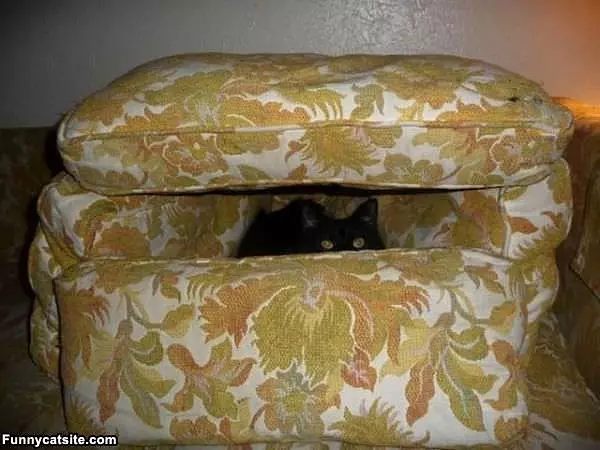 My Cat Fort