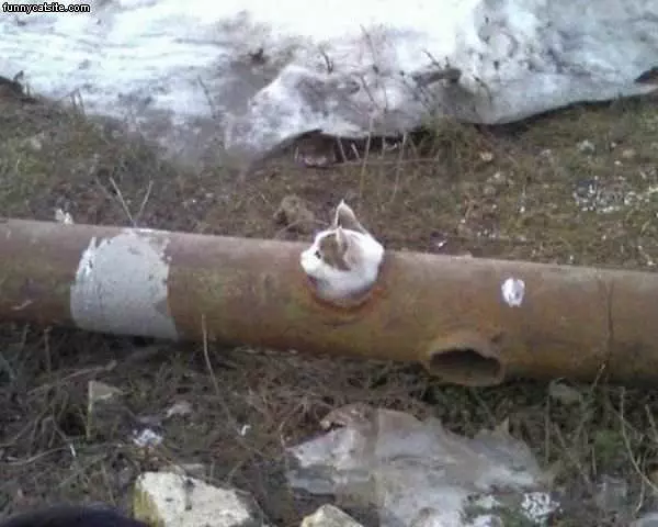 Pipe Cat