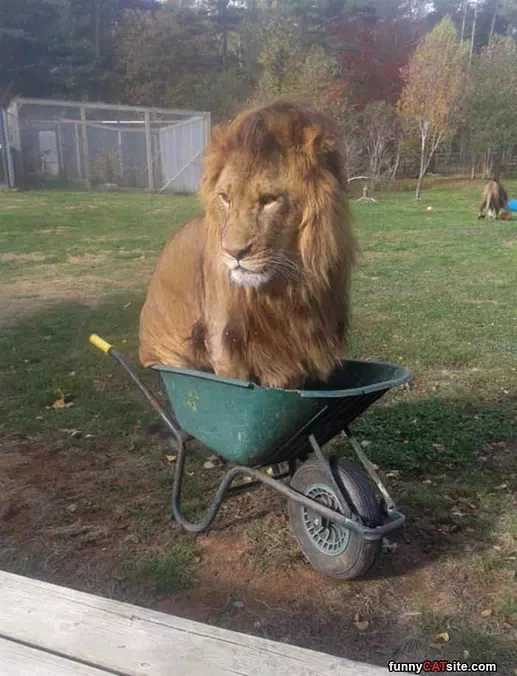 If I Fits